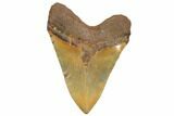 Giant, Fossil Megalodon Tooth - North Carolina #192474-2
